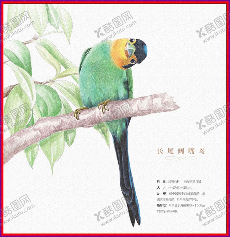 编号：45304704060136211507【酷图网】源文件下载-长尾阔嘴鸟