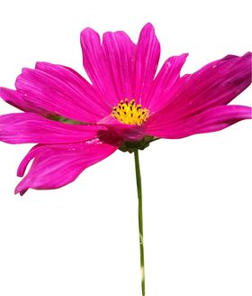 玫红色波斯菊素材