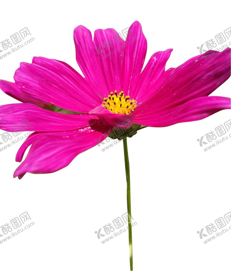 编号：83516505050542141867【酷图网】源文件下载-玫红色波斯菊素材
