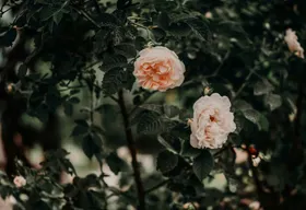 牡丹