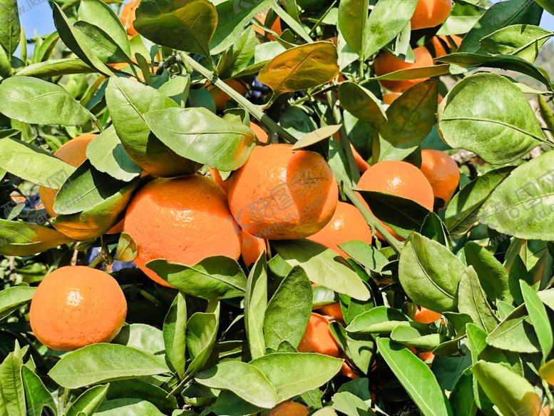 编号：36704409192150401427【酷图网】源文件下载-桔子
