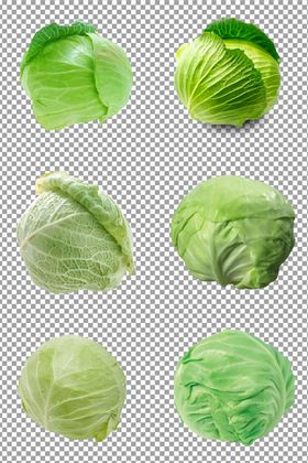 包菜