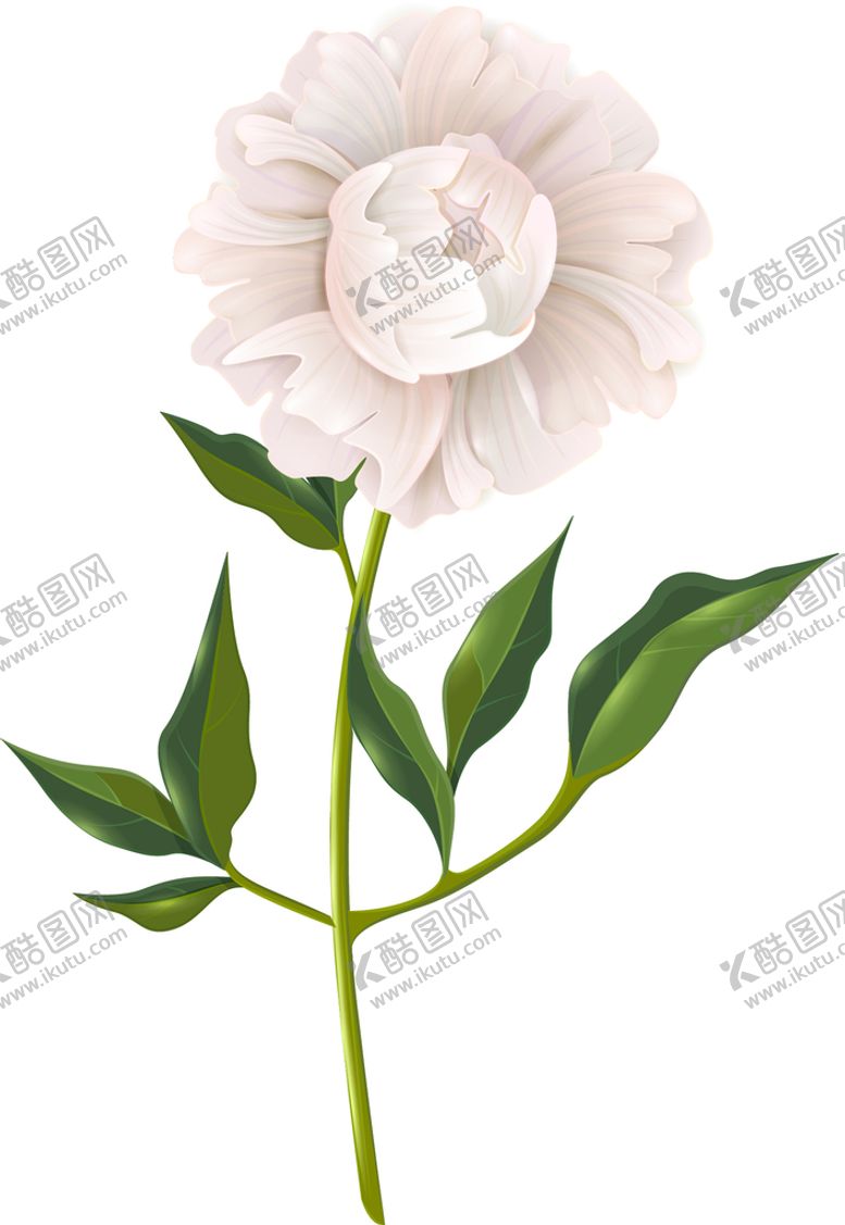 编号：87254710161508315144【酷图网】源文件下载-写实花卉 
