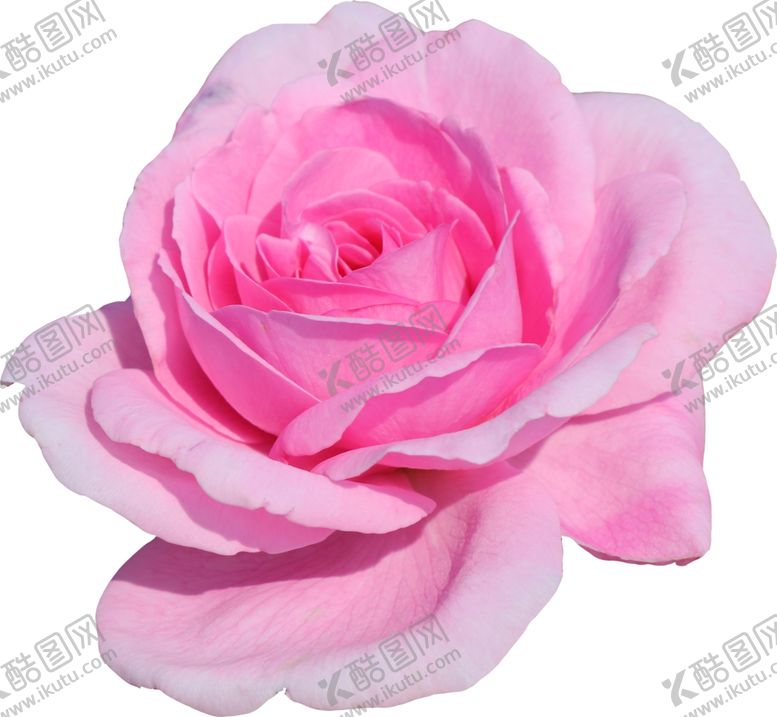 编号：58012110051123142580【酷图网】源文件下载-花朵