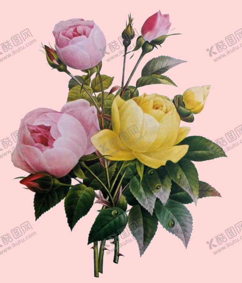 编号：14797810020159573932【酷图网】源文件下载-花卉植