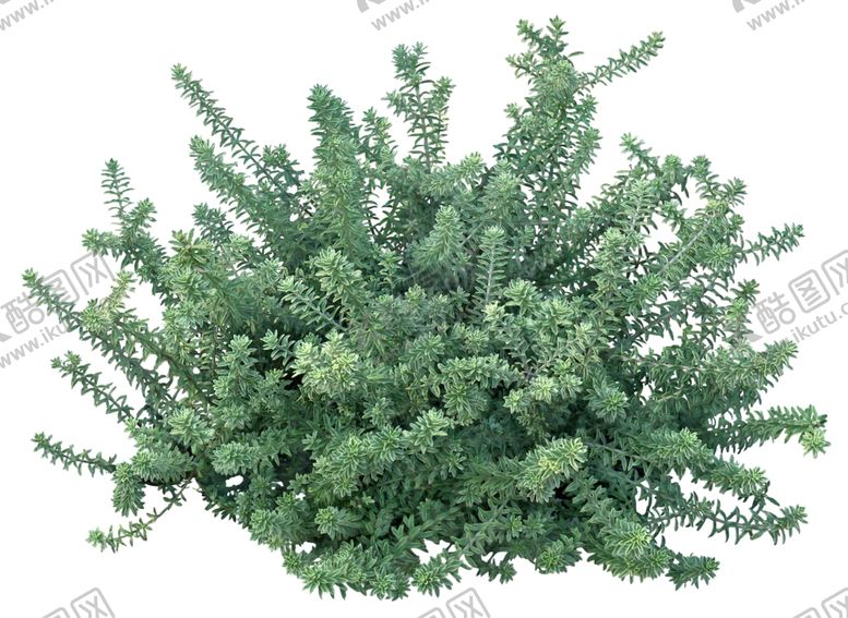 编号：80428211011652284883【酷图网】源文件下载-园林植物