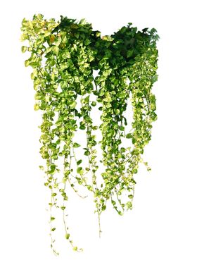 植物