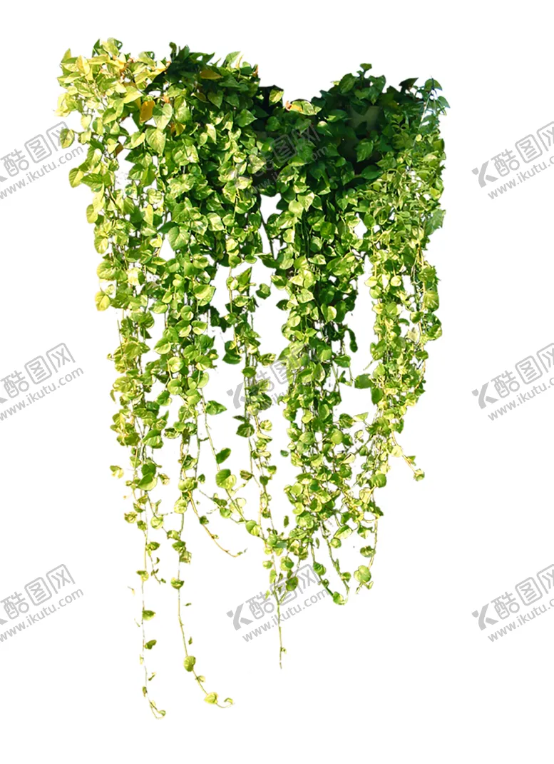 编号：65026806301537198532【酷图网】源文件下载-植物