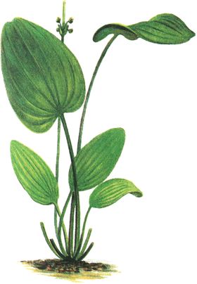免扣水生植物素材图片