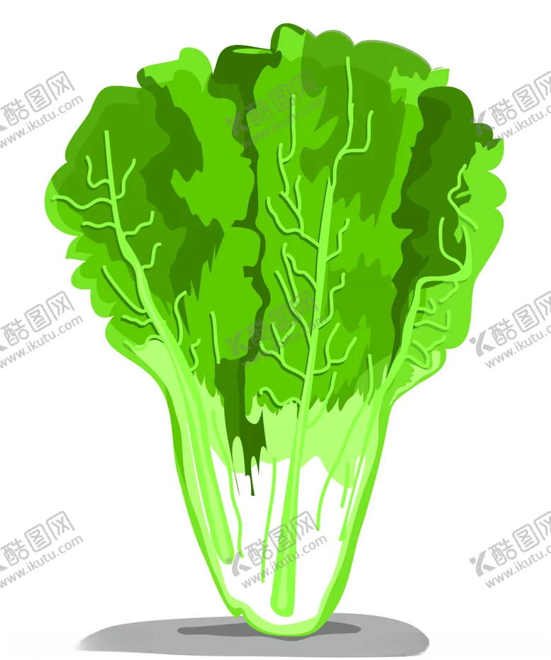 编号：76622004180951549013【酷图网】源文件下载-矢量生菜叶