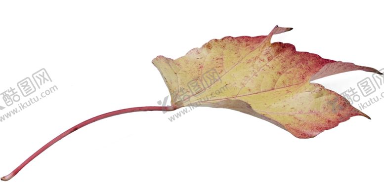 编号：61423310300422015283【酷图网】源文件下载-树叶