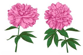 手绘花卉素材唯美卉插画卉