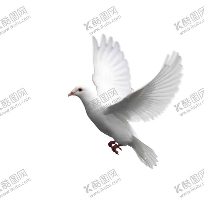 编号：18515407050529239015【酷图网】源文件下载-鸽子