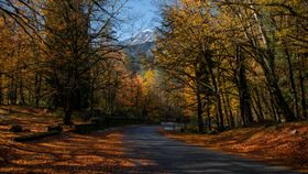 森林树木小路风景天空