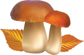 蘑菇素材