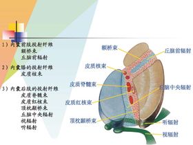 大脑解剖图