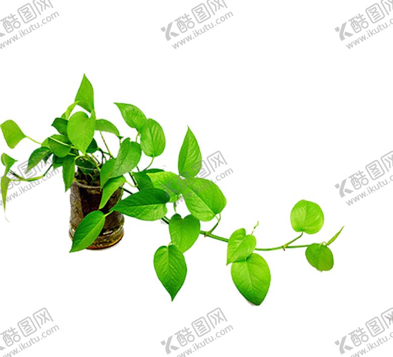 编号：44934907090159585638【酷图网】源文件下载-绿色植物