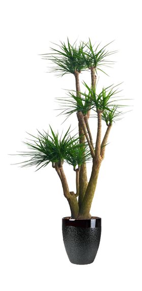大龙血树