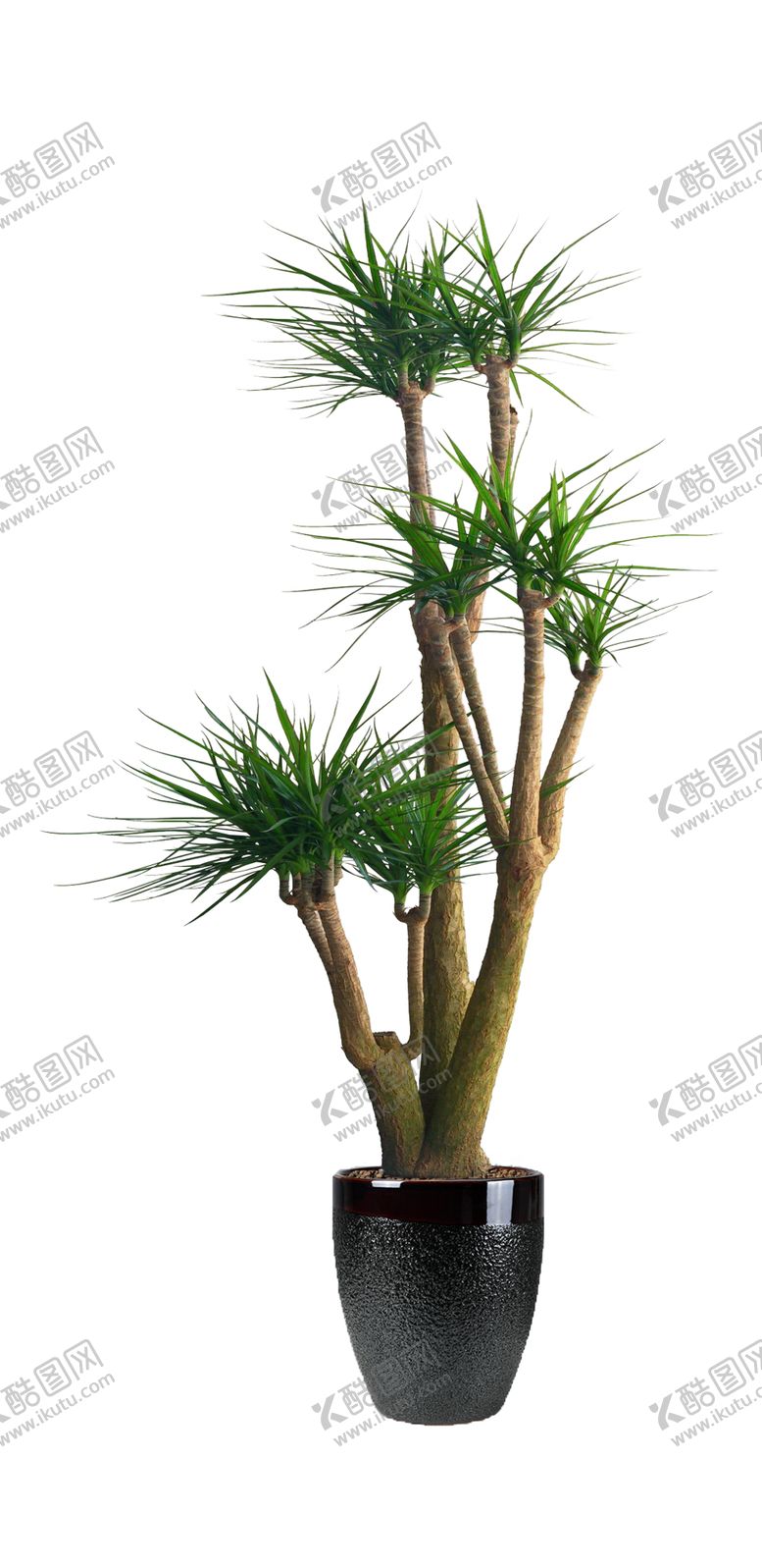 编号：73434909110421526911【酷图网】源文件下载-大龙血树