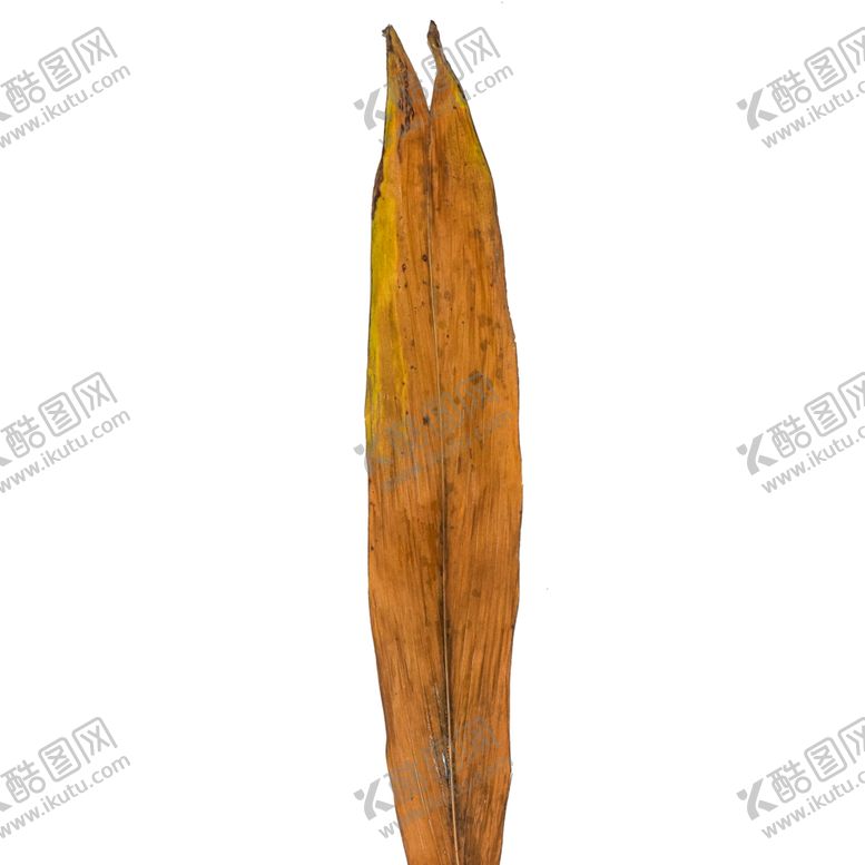 编号：13283810290028277678【酷图网】源文件下载-树叶