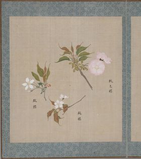 樱花