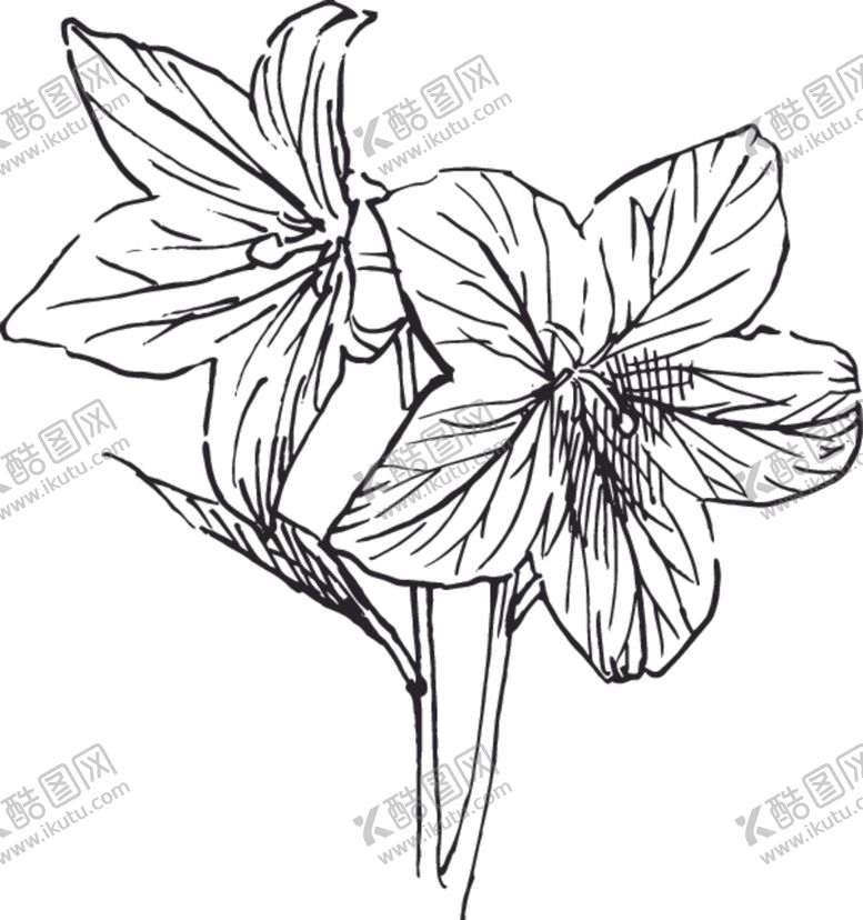 编号：26042707041058344780【酷图网】源文件下载-素描鲜花