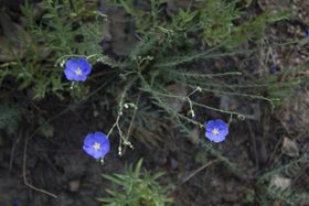 桂花之谊