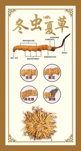 编号：89235610111206505736【酷图网】源文件下载-冬虫夏草