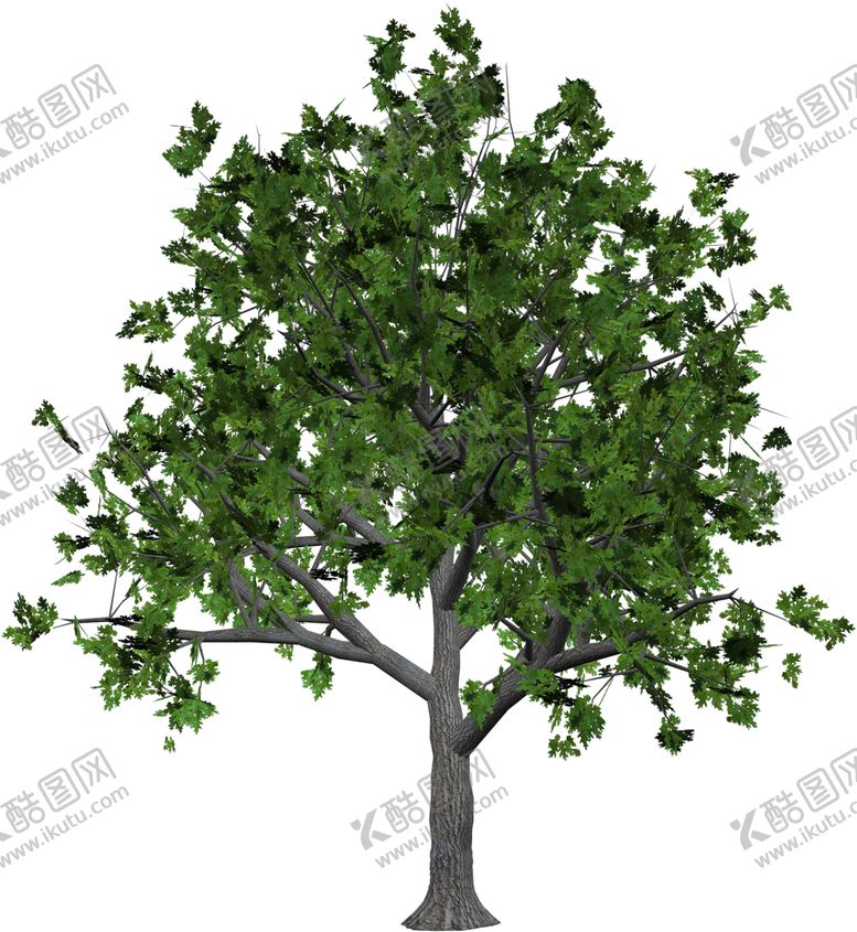 编号：87835709180349262818【酷图网】源文件下载-透明大树png素材