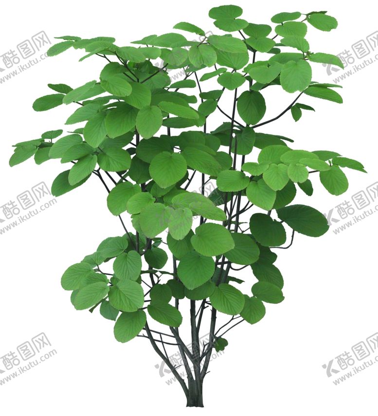 编号：72054307030358225276【酷图网】源文件下载-免扣植物素材图片