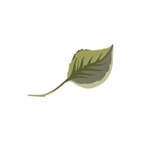 绿色枝叶