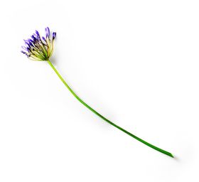 花枝