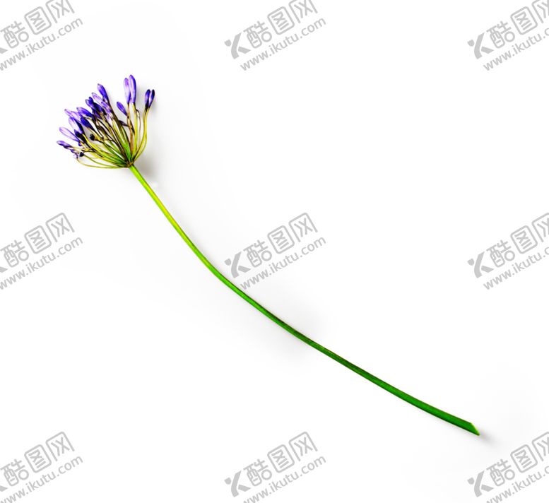 编号：30791209191746166645【酷图网】源文件下载-花枝