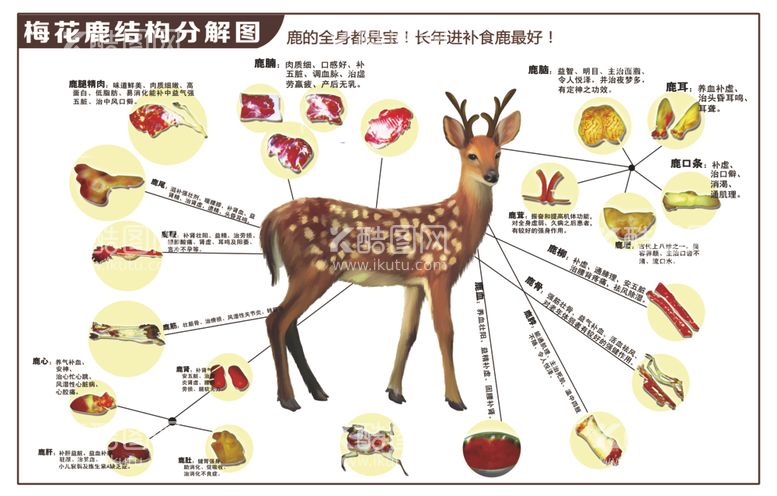 编号：75431501151521252979【酷图网】源文件下载-梅花鹿结构