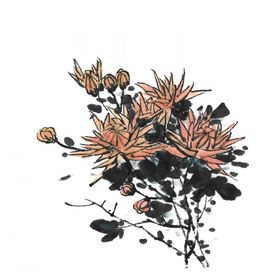 菊花