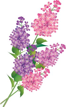 丁香花