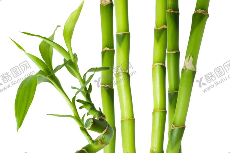 编号：98357310031047046917【酷图网】源文件下载-竹子