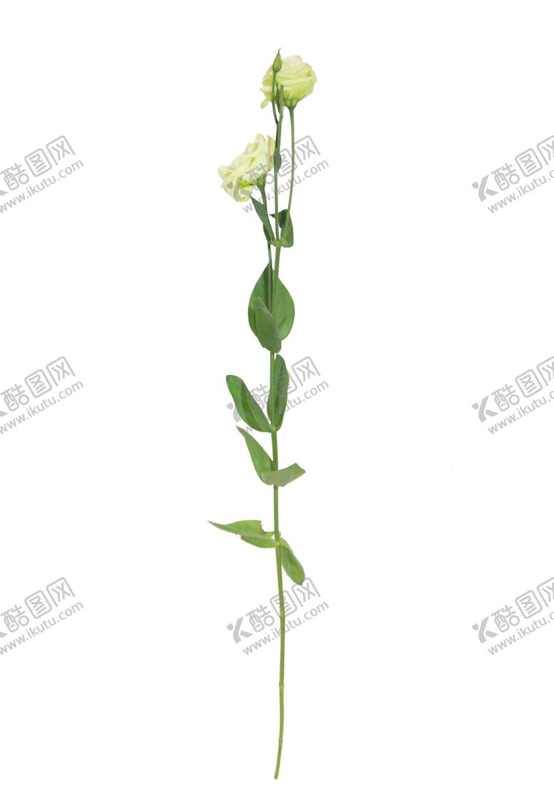 编号：92247009260722348677【酷图网】源文件下载-单只花花枝素材花黄色花卉