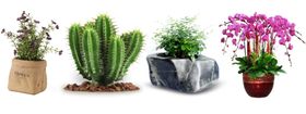绿植盆栽