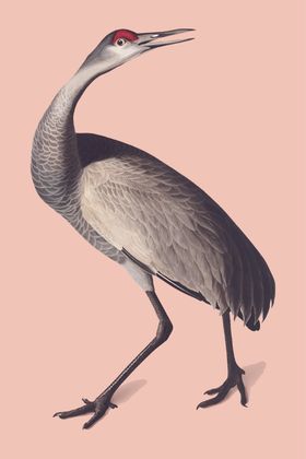 丹顶鹤
