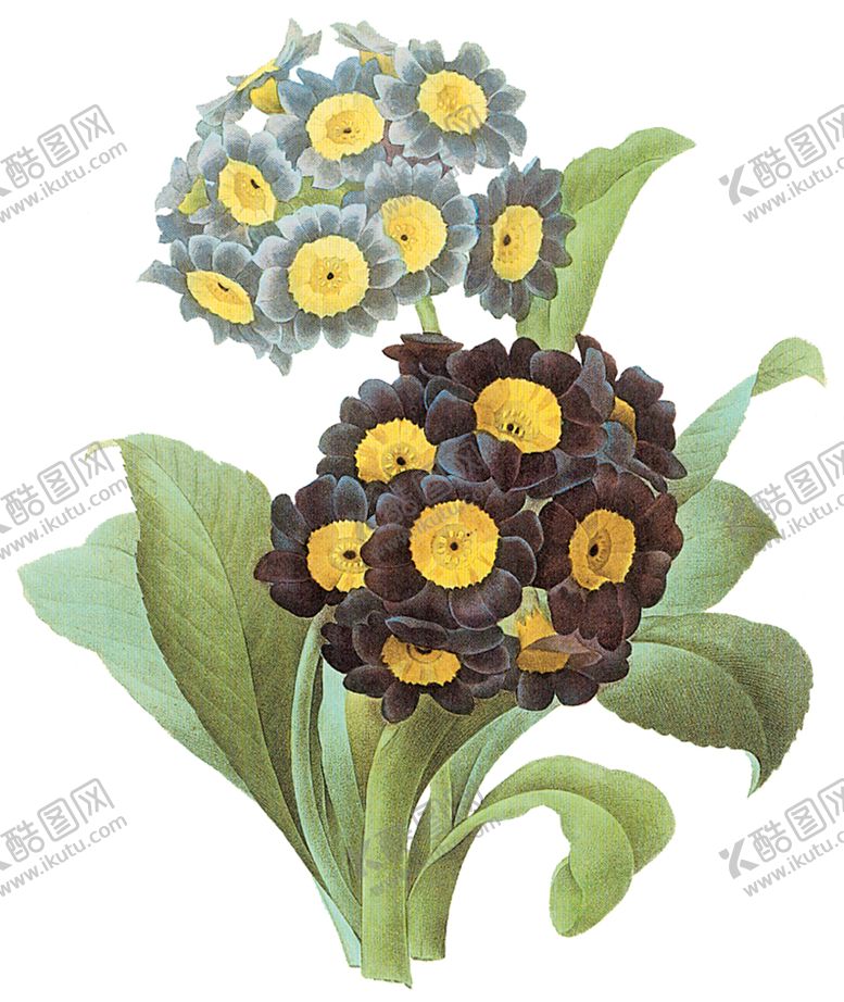 编号：58742207082220411547【酷图网】源文件下载-植物花卉油画装饰画