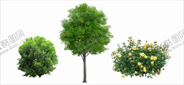 编号：46789202071815099646【酷图网】源文件下载-花草