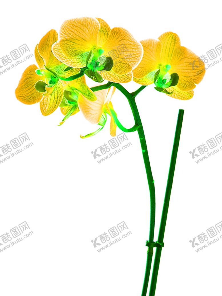 编号：56257609230651472290【酷图网】源文件下载-花素材