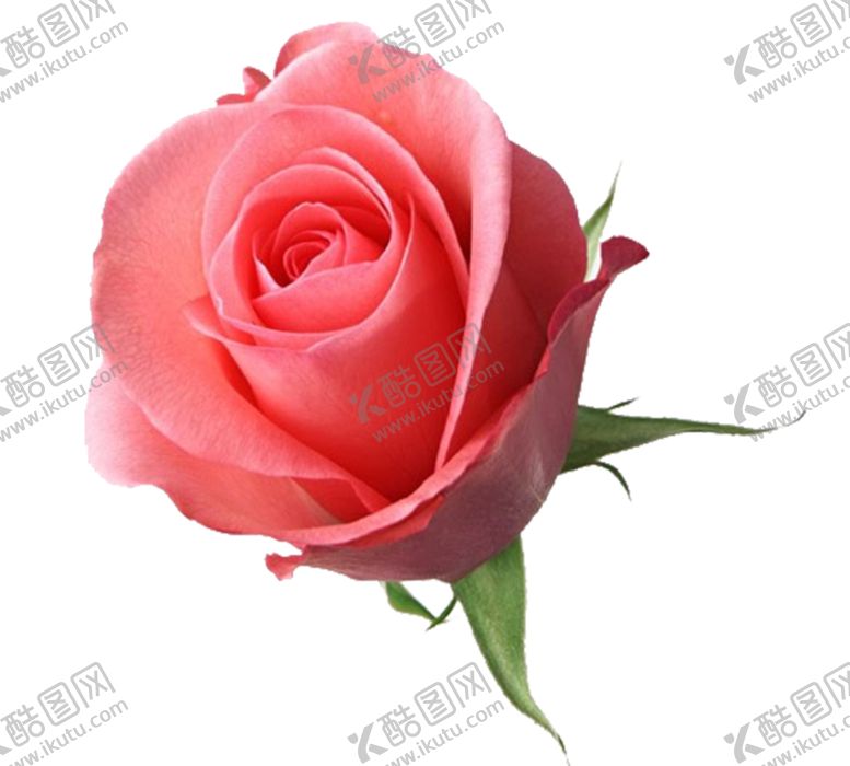 编号：11539201140252543765【酷图网】源文件下载-玫瑰花朵
