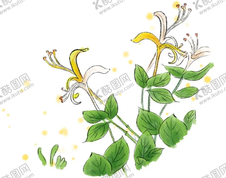 编号：26766712042305082490【酷图网】源文件下载-金银花
