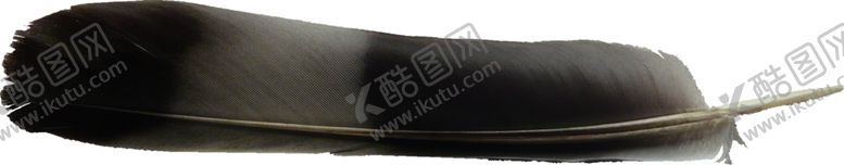 编号：24518304180242339762【酷图网】源文件下载-羽毛