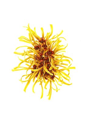 菊花素材