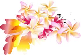 鲜花素材清新边纹桔梗