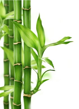 透明png竹子图片
