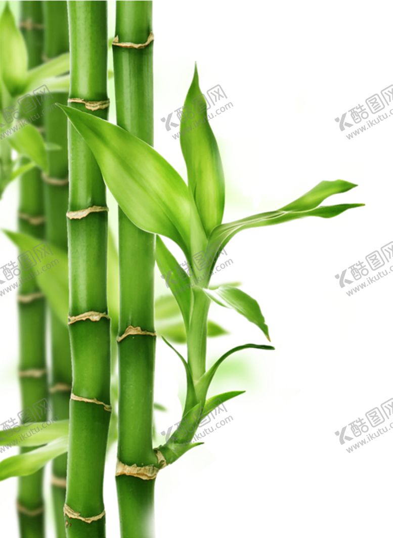 编号：21224909132026029829【酷图网】源文件下载-透明png竹子图片